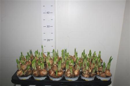 Narc O Tete A Tete, D 9 cm