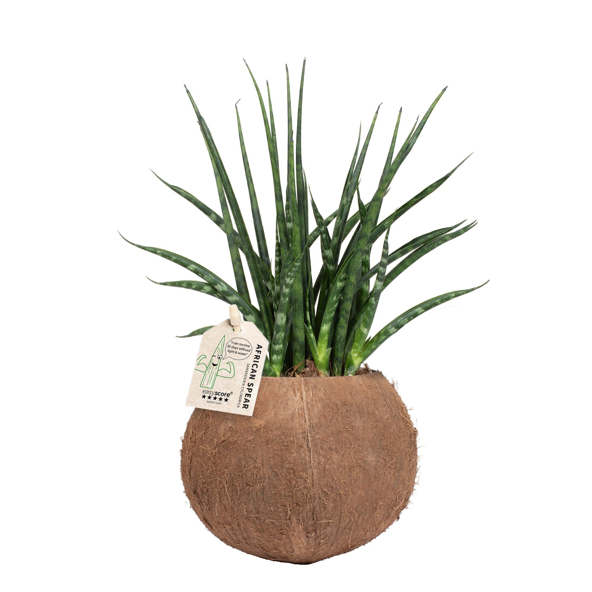 Coconut, Sansevieria ´Fernwood´, D 10