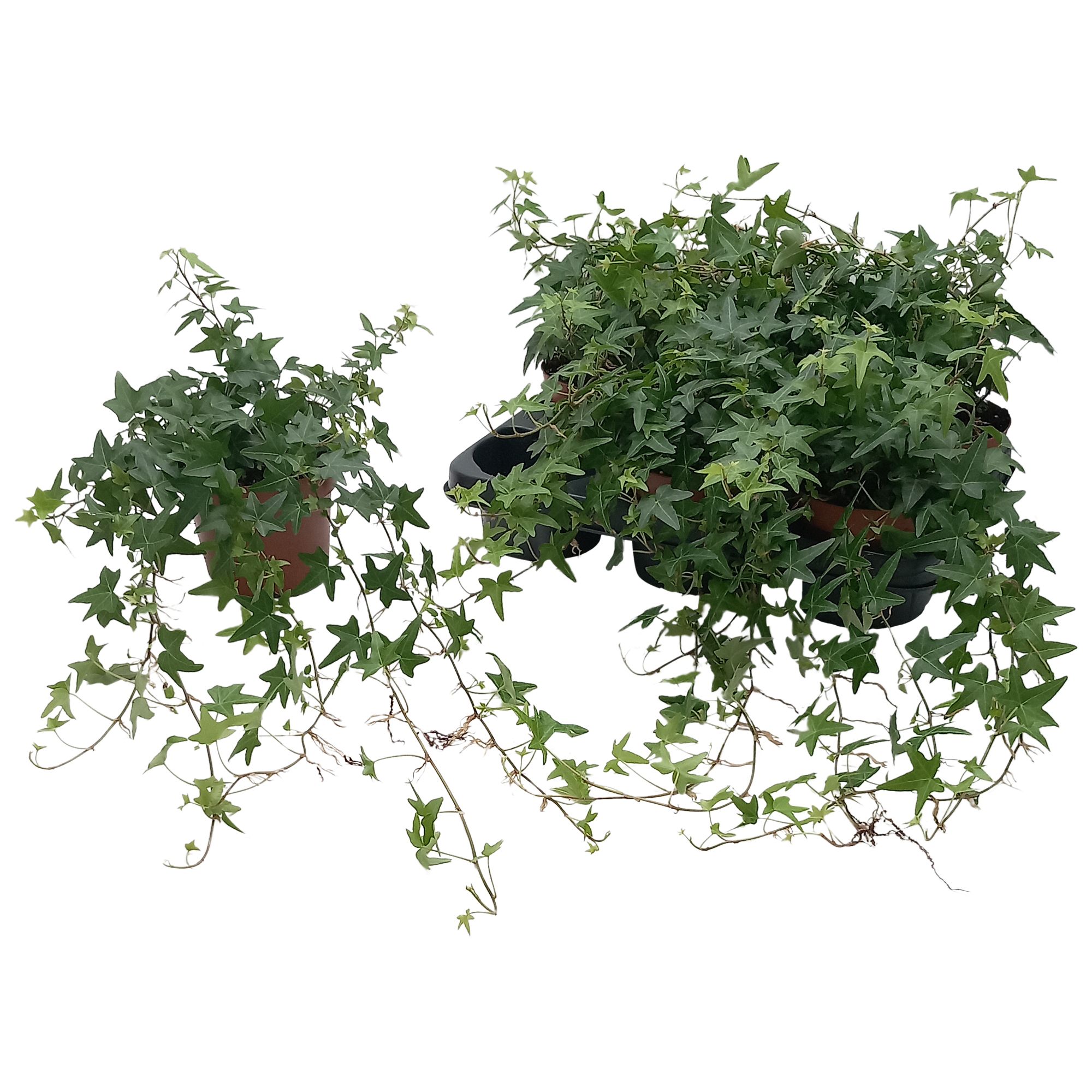 Hedera helix 'Jacobine', D 13