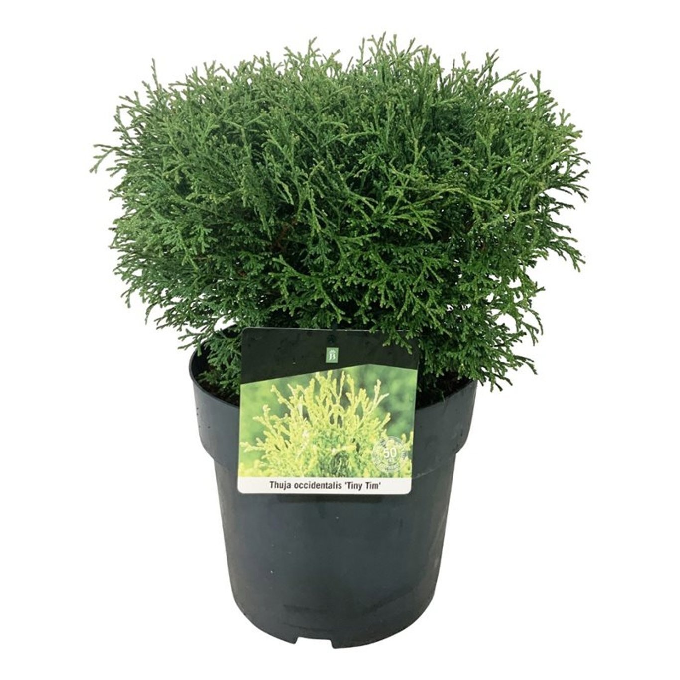 Thuja occ. 'Tiny Tim', D 24