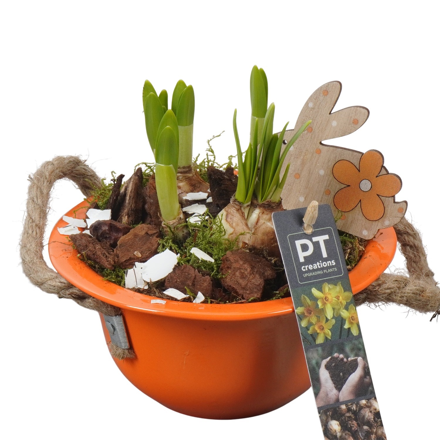 PTNP4409 Arrangement Narcissus Easter in zink schaal, D 16