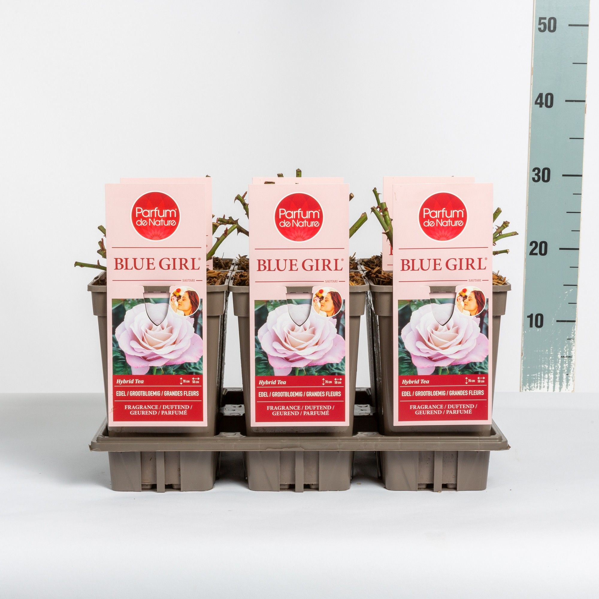 Rosa Blue Girl ® 'Parfum de Nature', C3, D 17