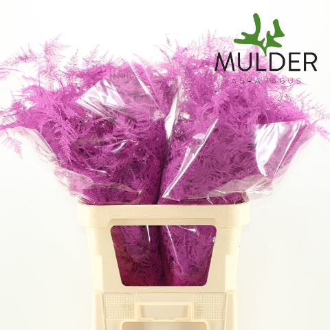 Аспарагус Овериг Крашеный (краш. ) 85, шт.