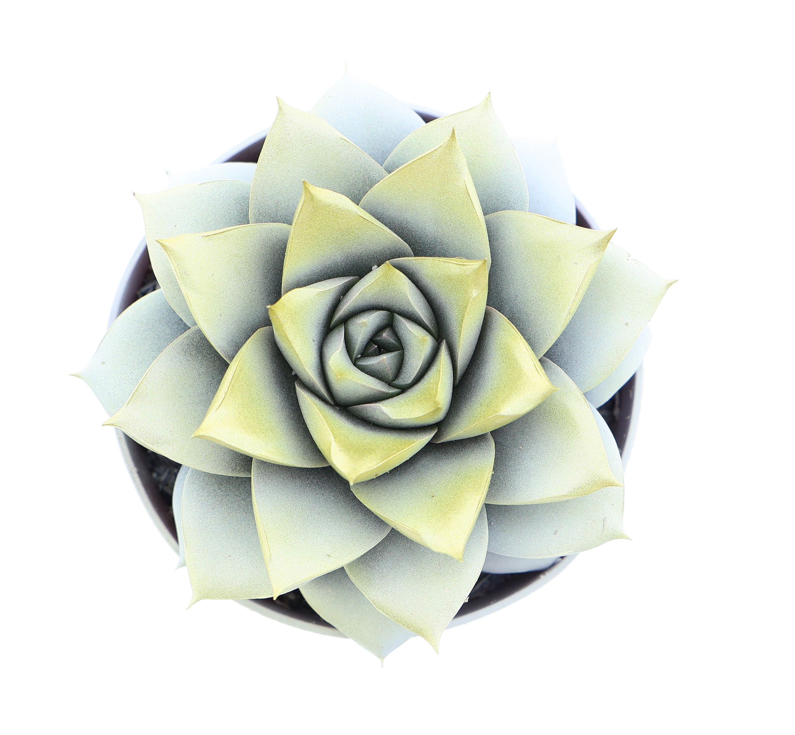 Purper white + gold tips, D 8,5