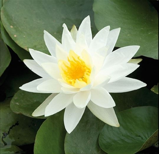 Nymphaea WIT 40cm mand moederplant, D 40