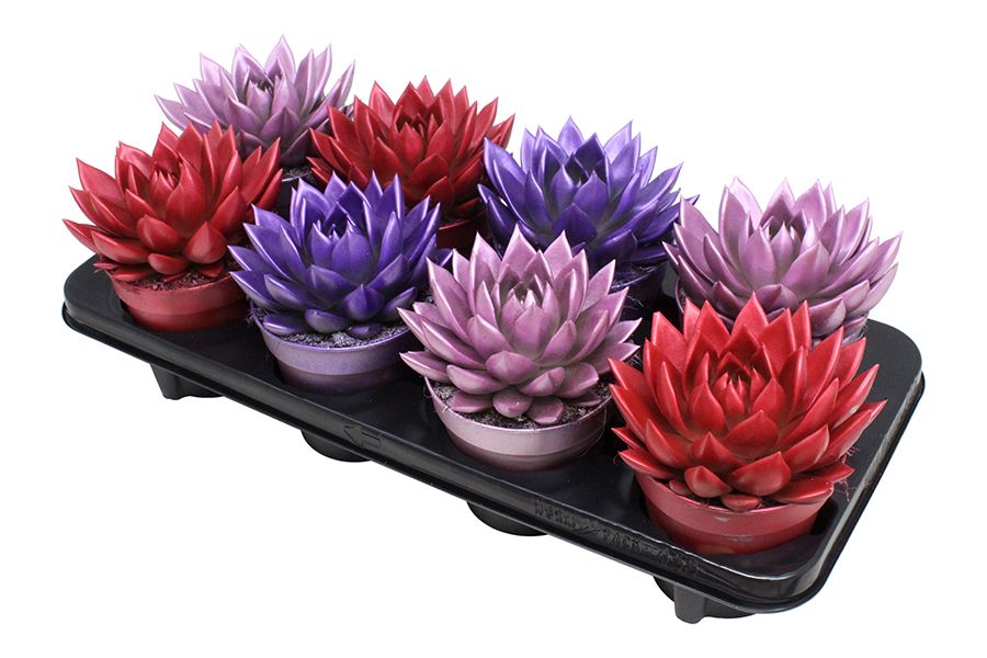 Miranda coloured metallic love mix, D 12