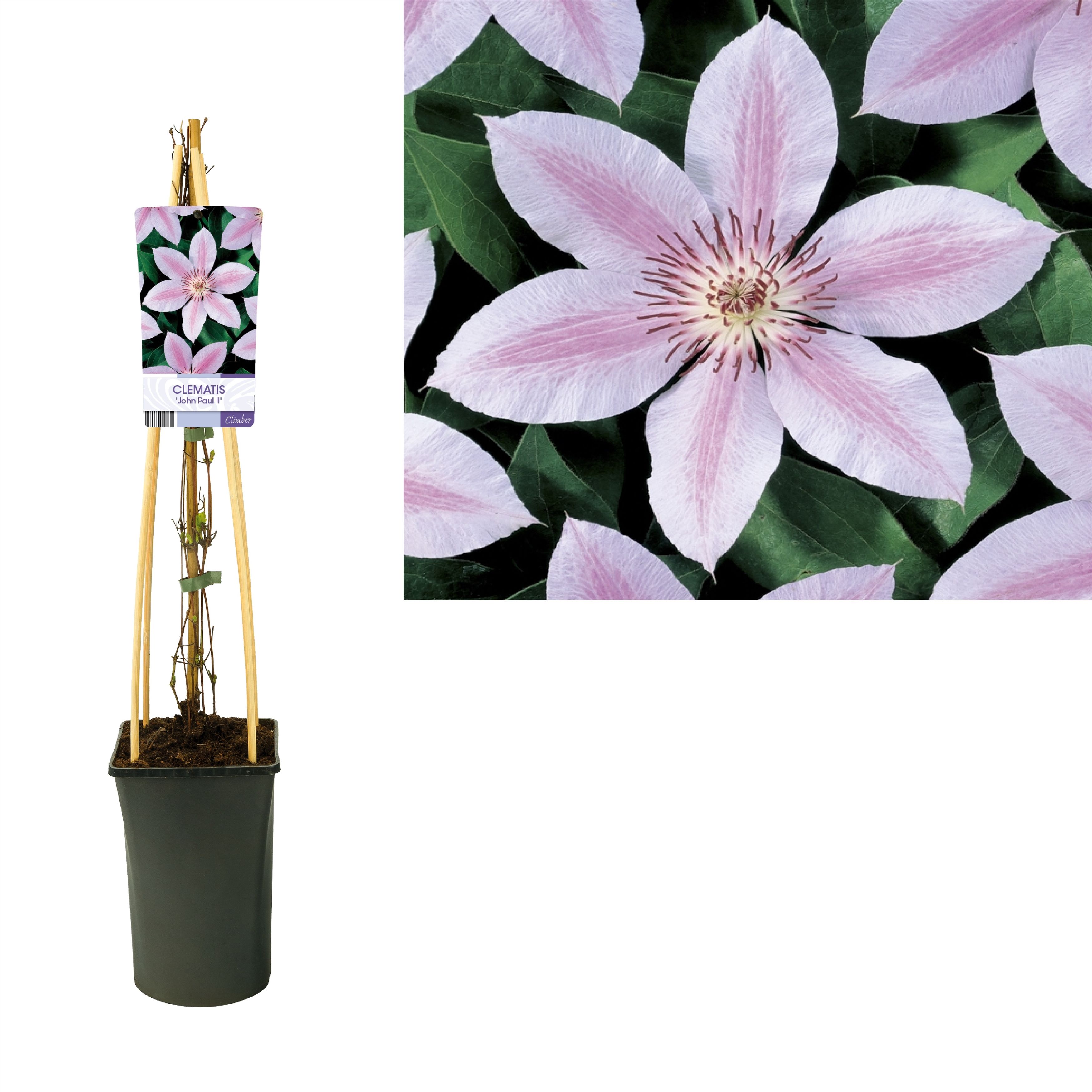 Clematis 'John Paul II' +light label, D 17