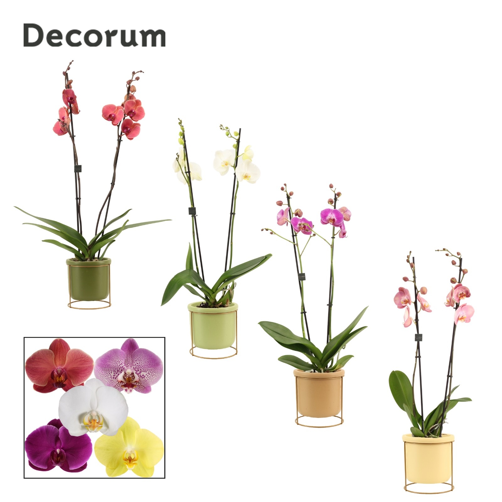 Phalaenopsis 2 tak 16+ mix in Lynn (Silent moods-collection), D 12