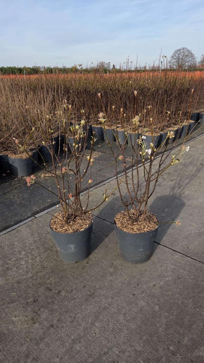 Viburnum bodn. 'Charles Lamont', D 29