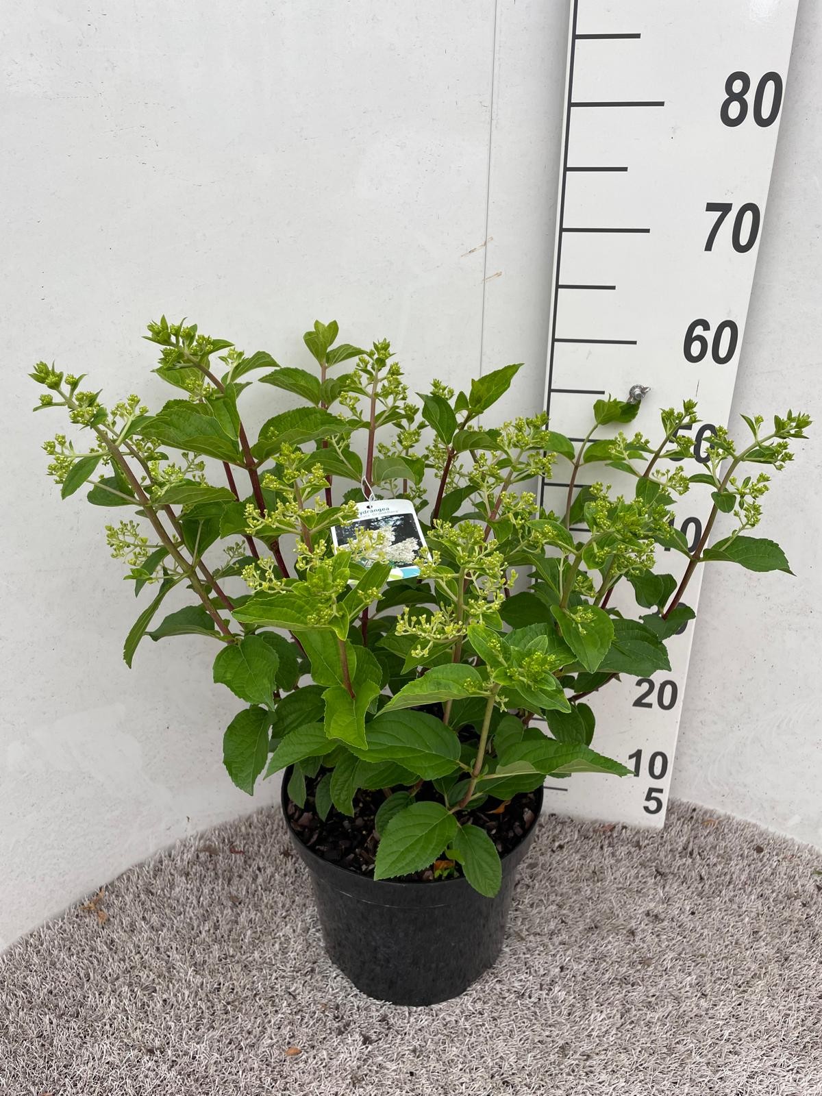 Hydrangea pan. Silver Dollar 40-50 cm P26, D 26