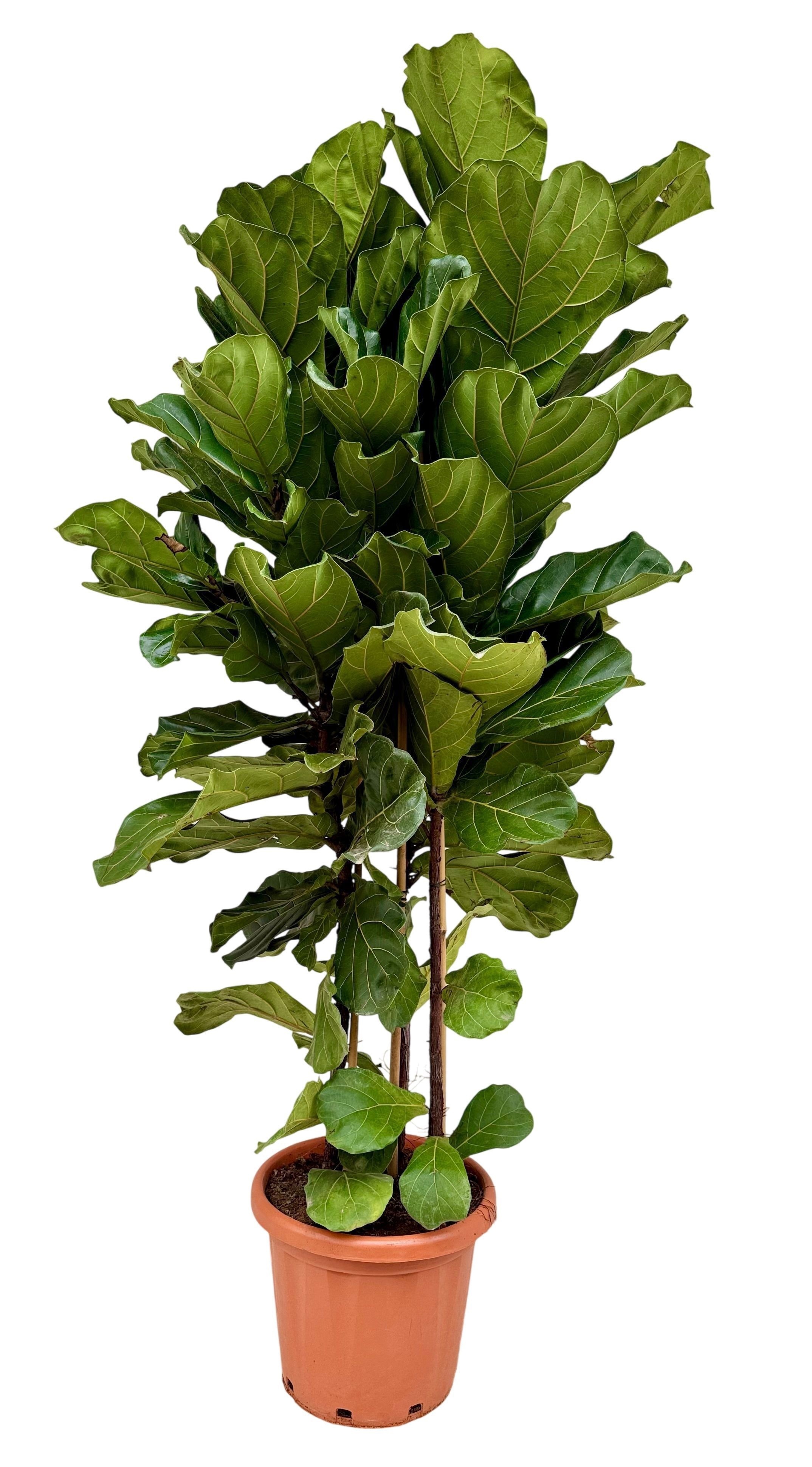 Ficus lyrata P40 toef, D 40