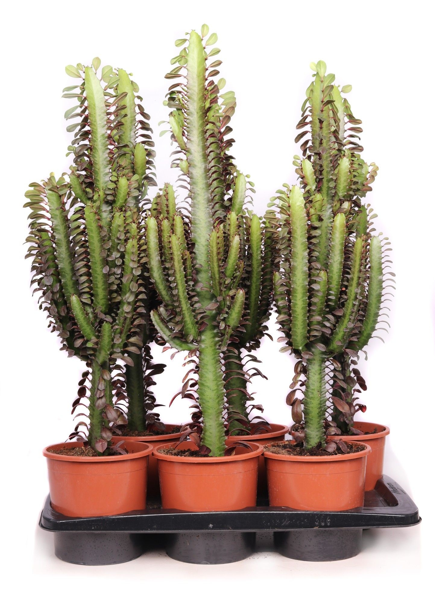 Euphorbia trichona rubra 17 cm, D 17