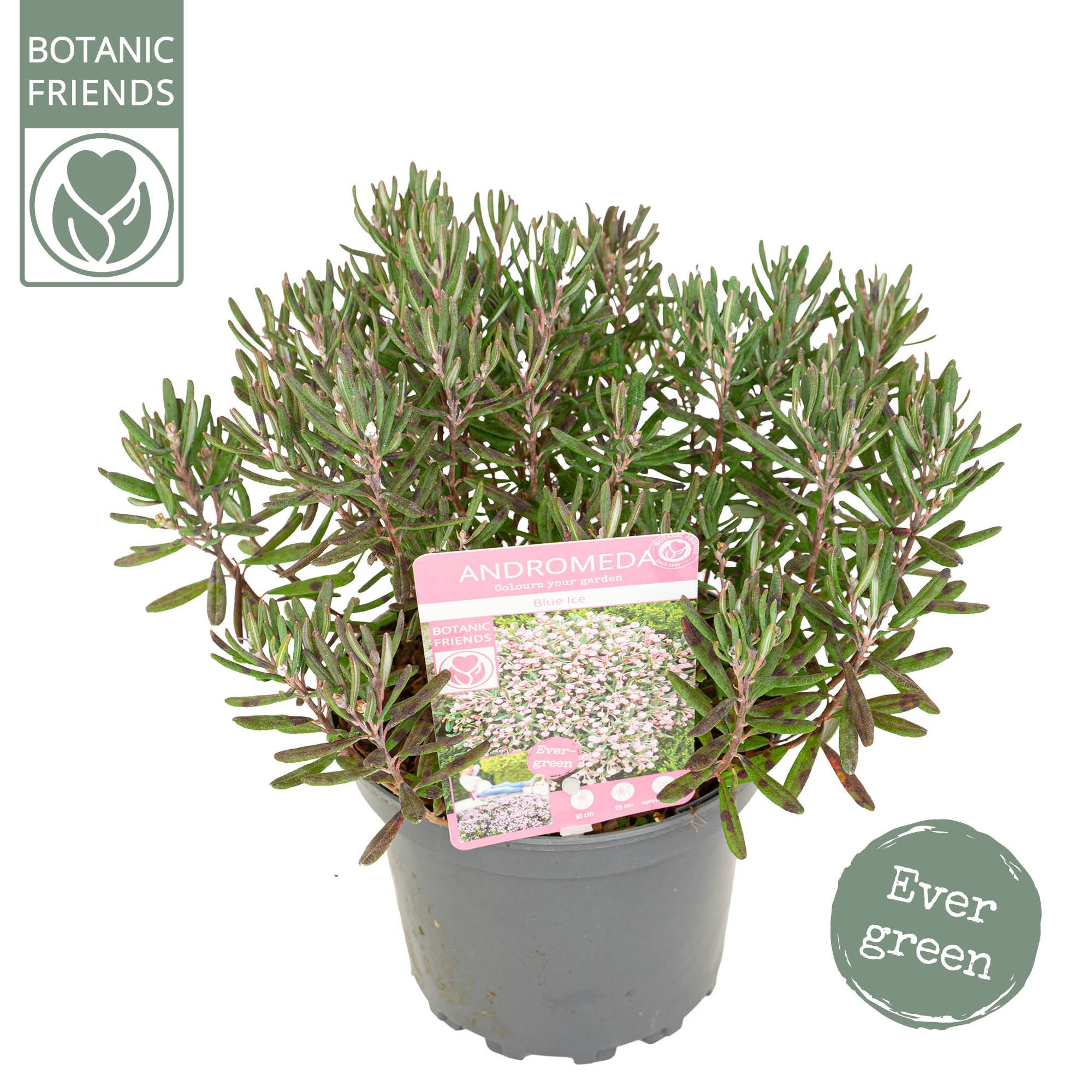 Andromeda poli. 'Blue Ice', D 17