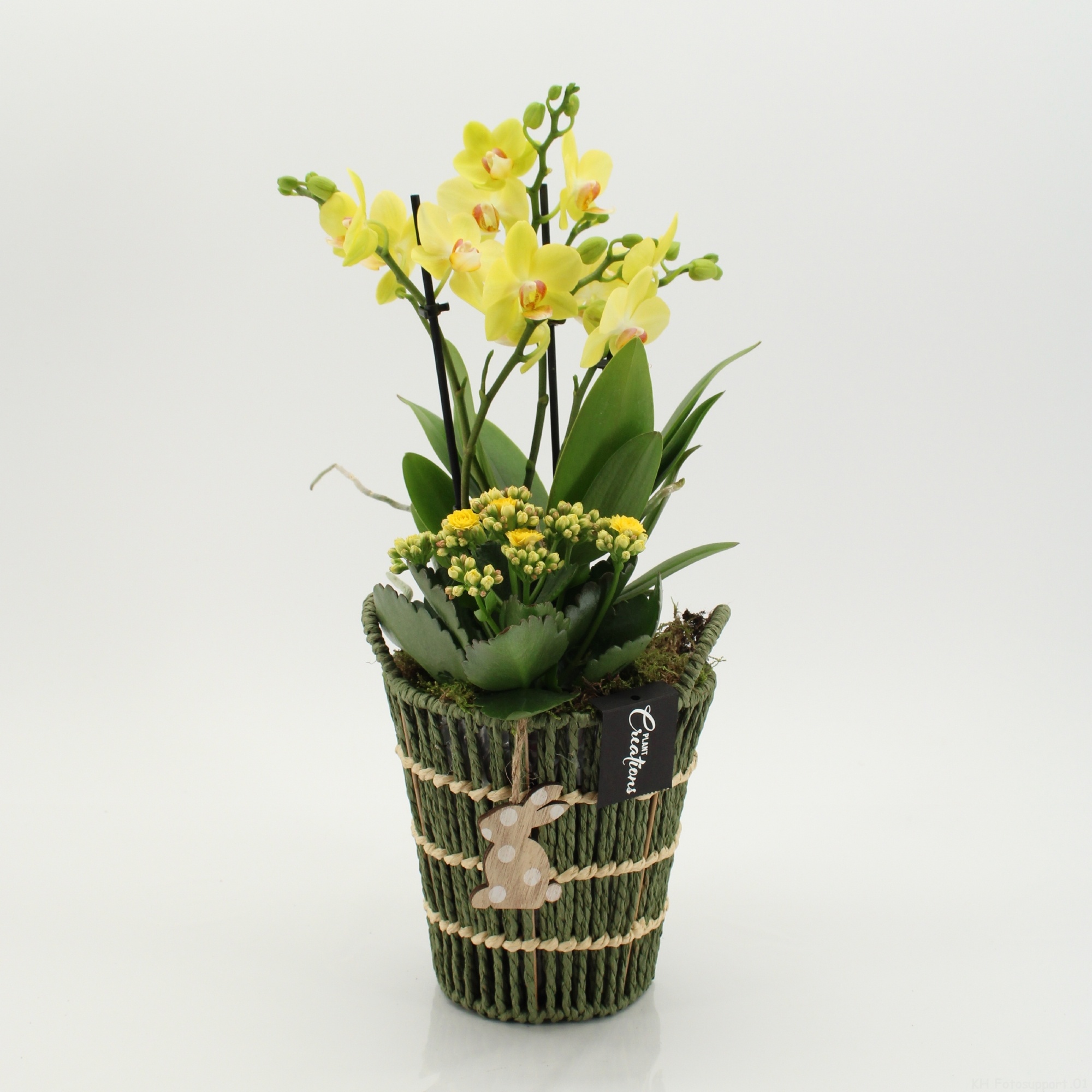 PHALPS-2606G Easter Phalaenopsis, D 16