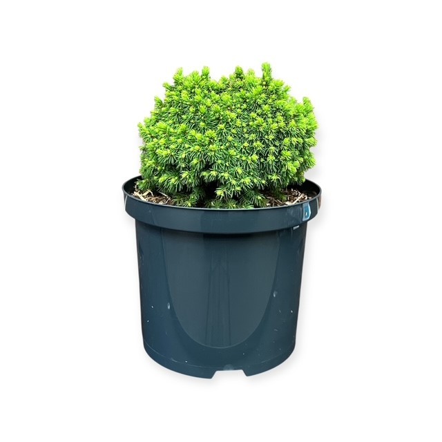 Picea g. 'Jalako Gold', D 23