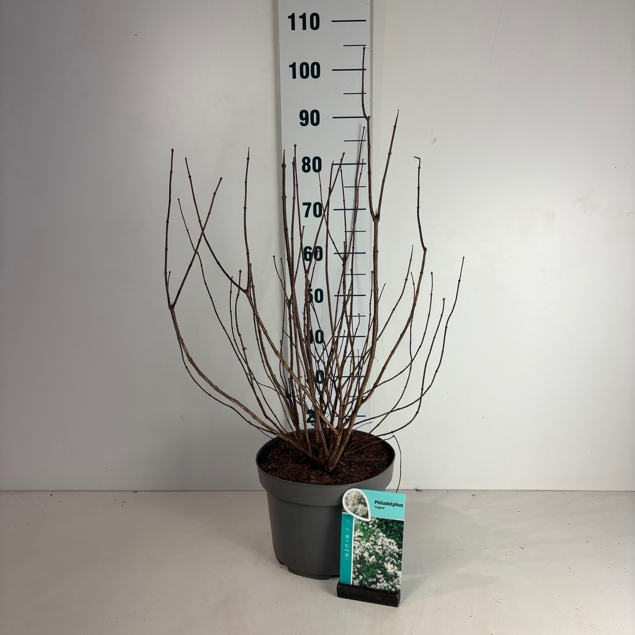 Philadelphus Virginal, D 29