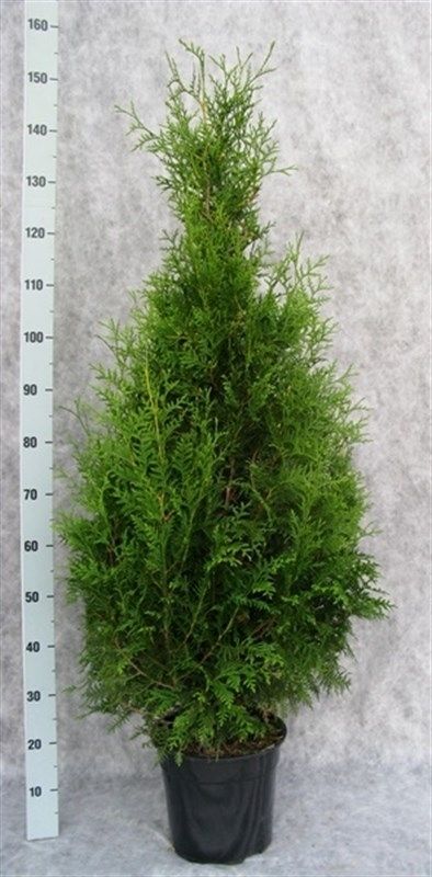 Thuja occidentalis 'Brabant', D 27