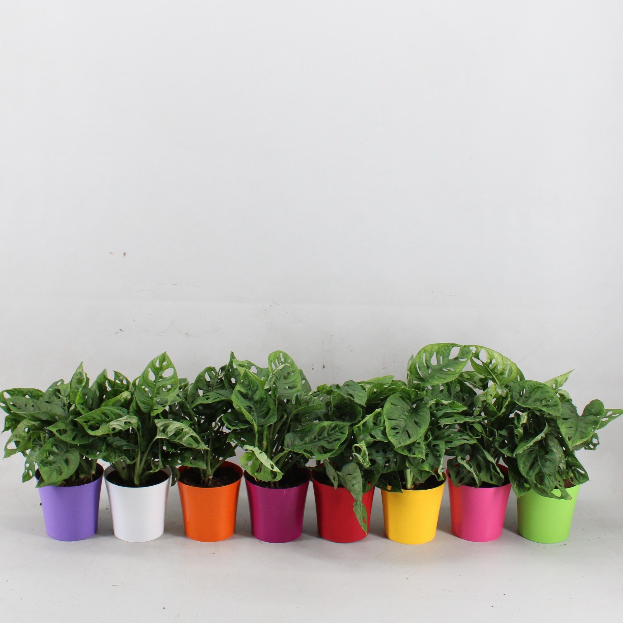 Monstera Monkey Leaf in Linge pot mix kleuren, D 12,5