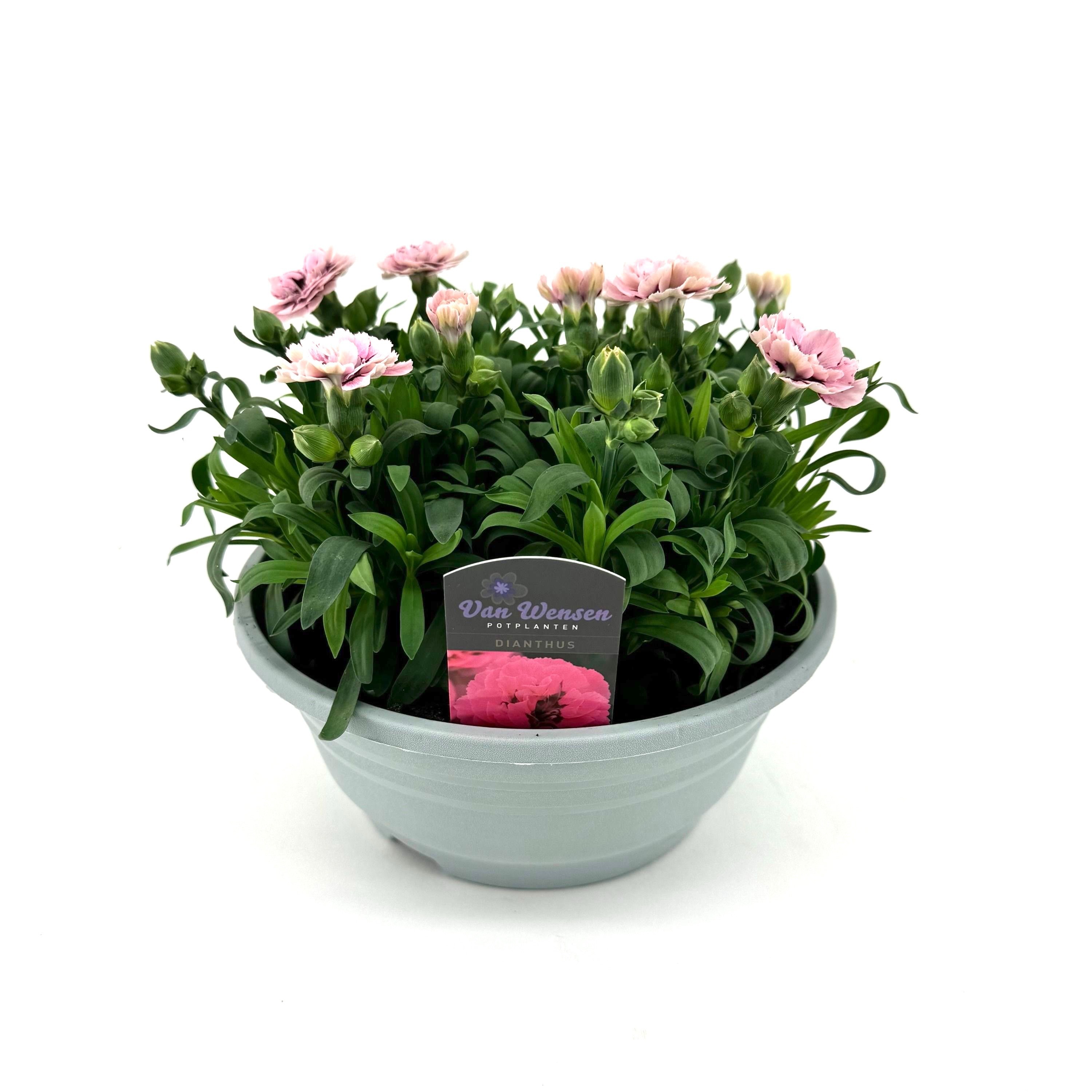 Dianthus 'Oscar' Purple Star, D 21