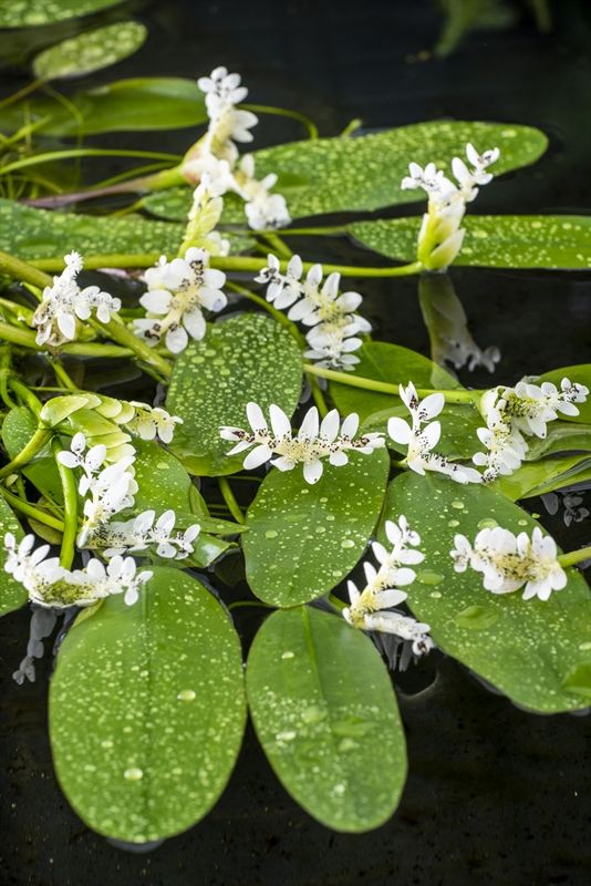Aponogeton distachyos, D 11