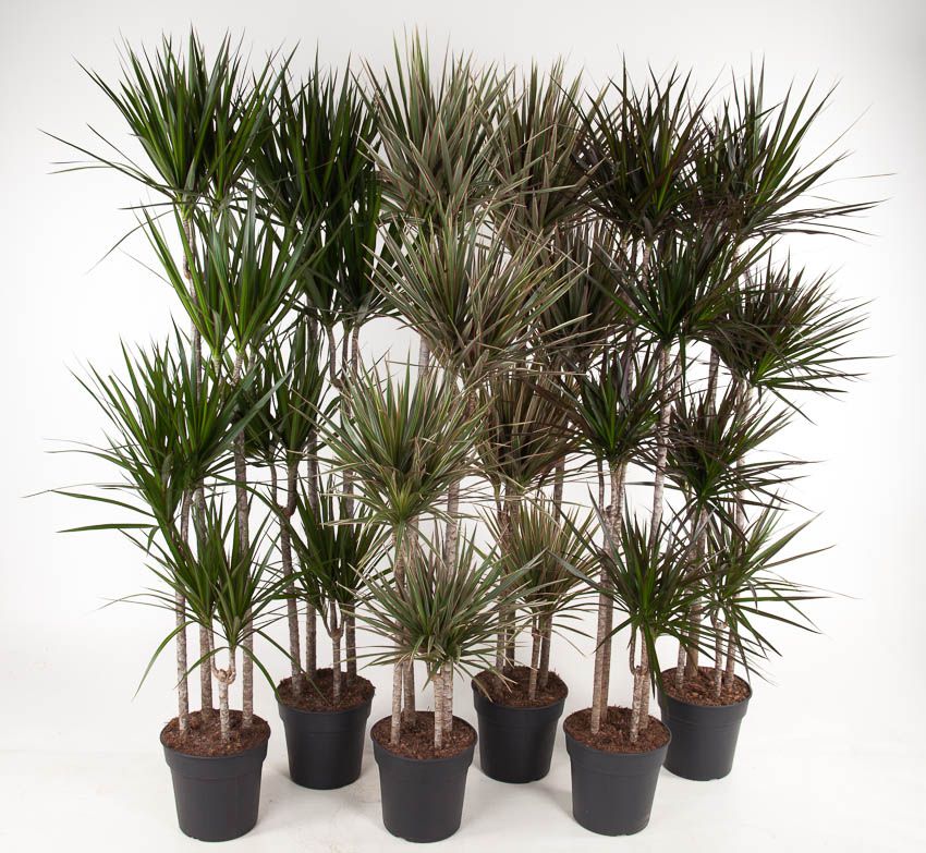 Mix 120-90-60-30, D 27