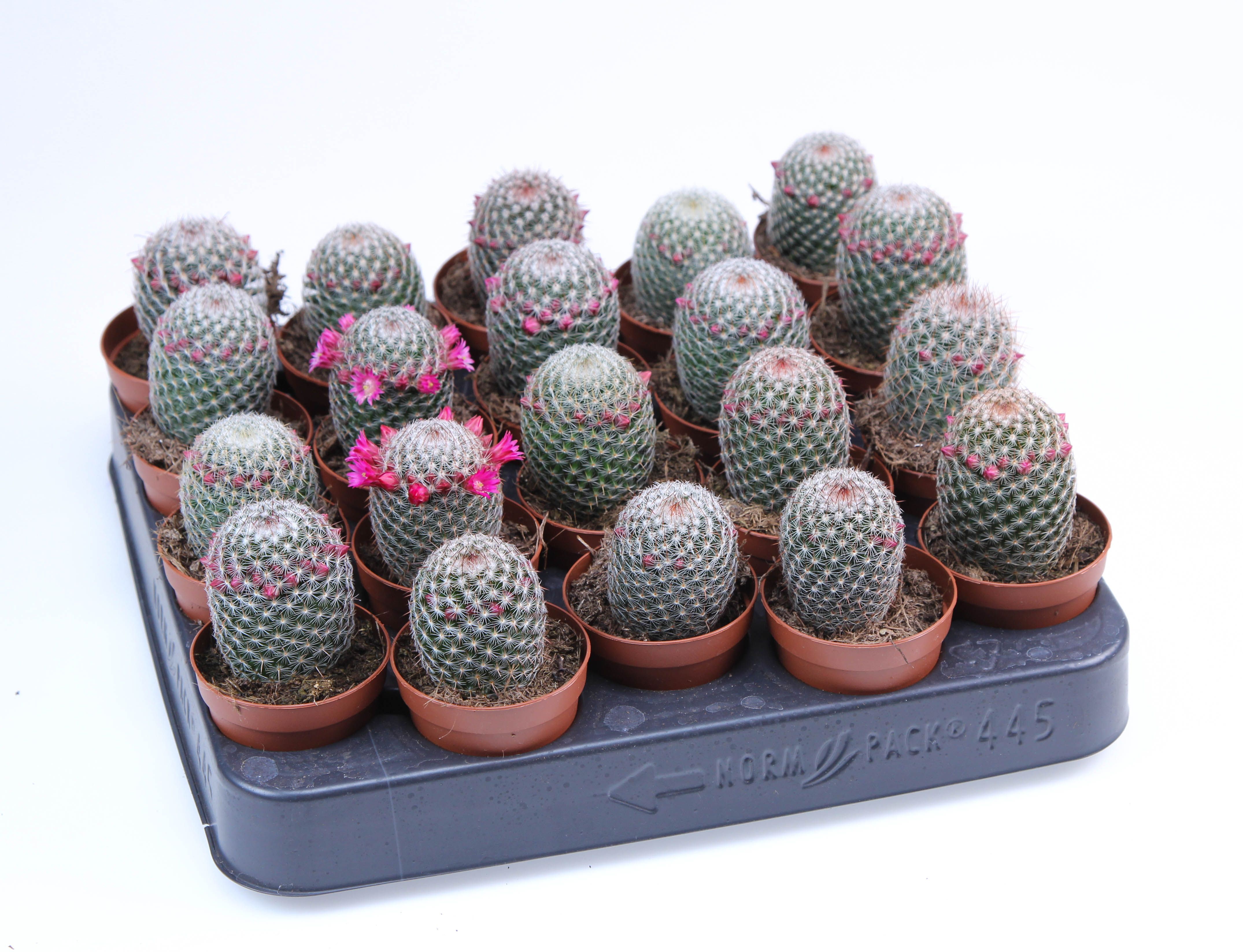 Mammillaria matudae E, D 5,5