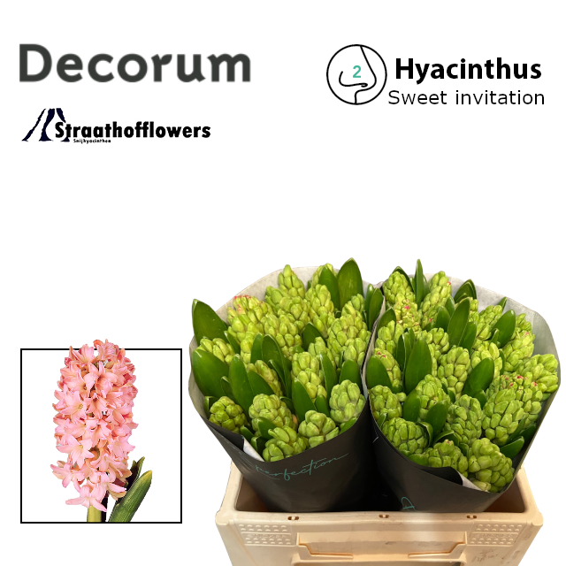 Гиацинт Свит Инвитэйшн (сальм.), шт.