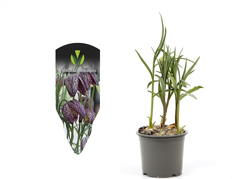 FRITILLARIA MELEAGRIS, D 9