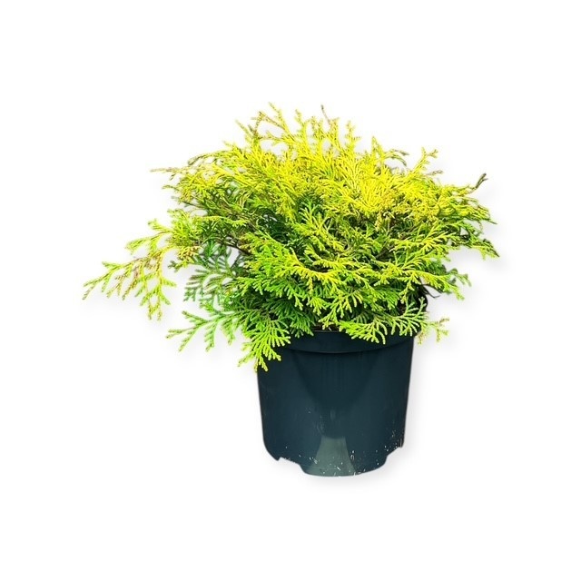 Chamaecyparis o. 'Kamarachiba', D 18