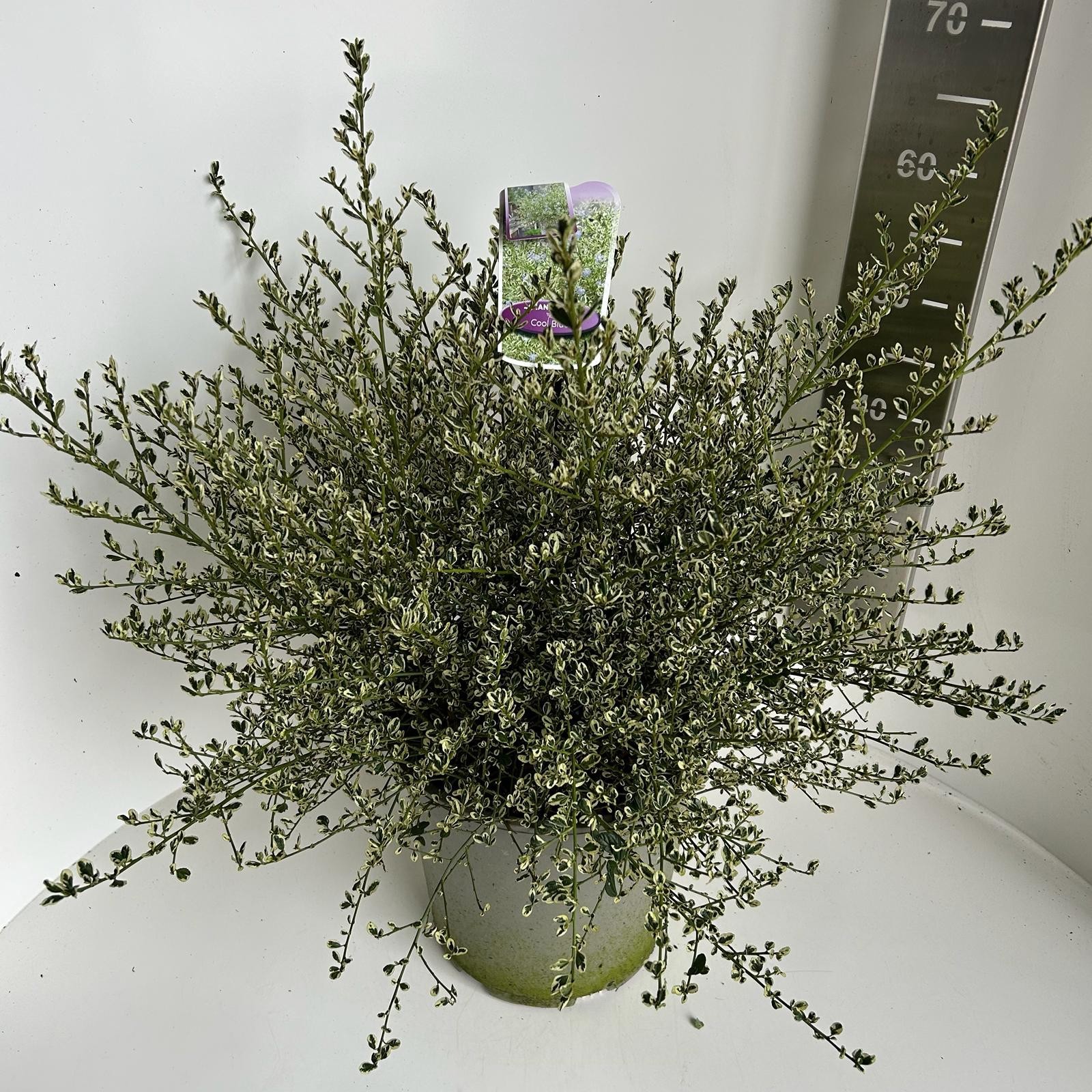 Ceanothus impressus Coolblue, D 27