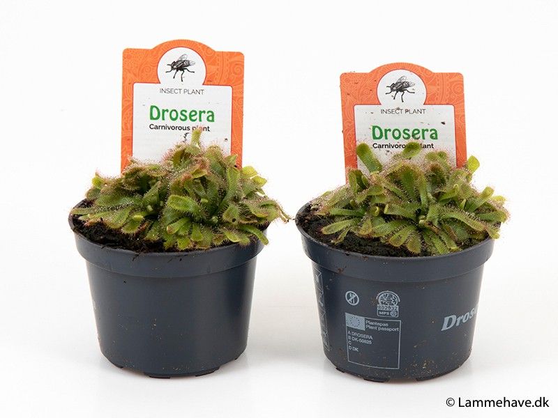 DROSERA ALICIAE 124 'Rosette', D 9