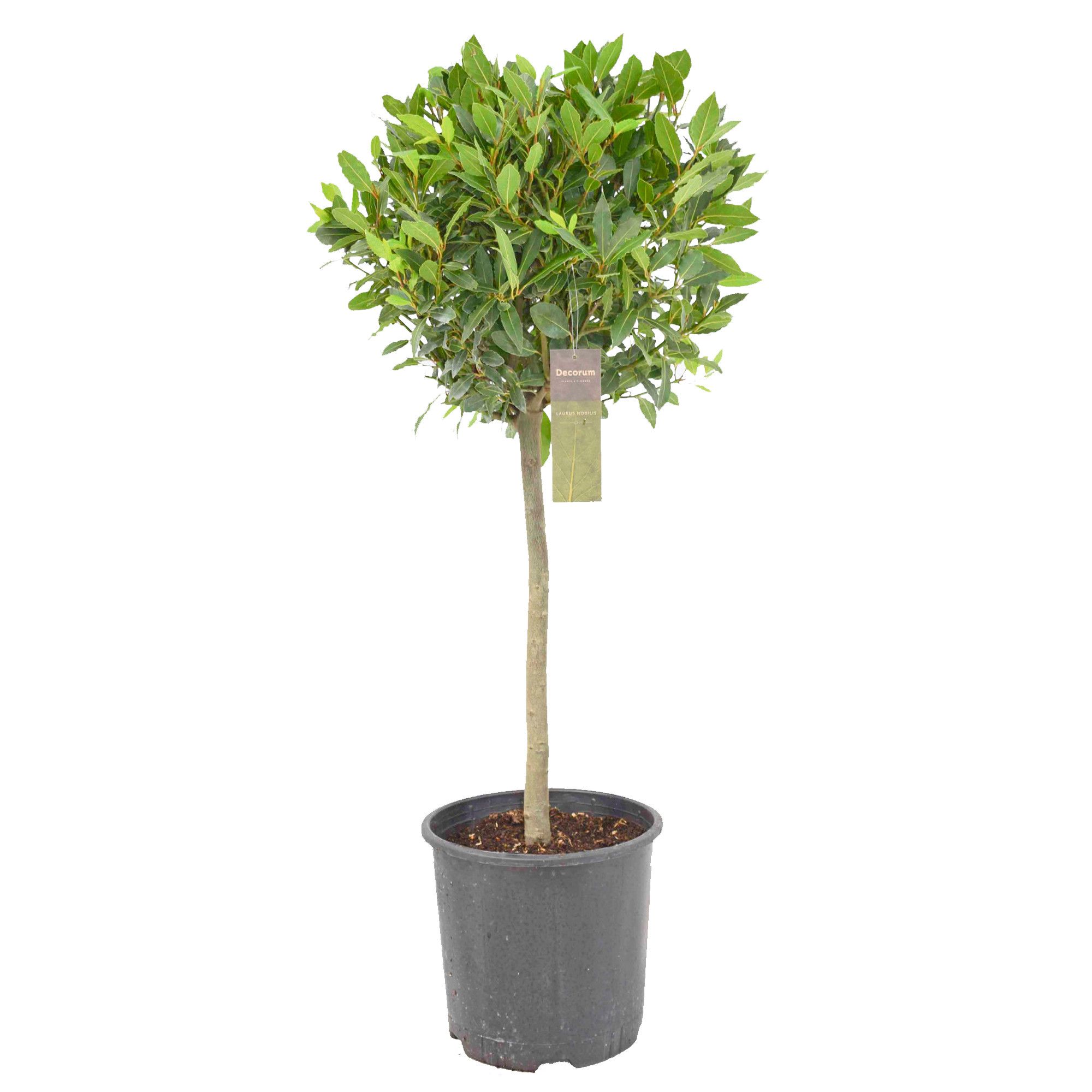 Laurus nobilis Bol op stam, D 30