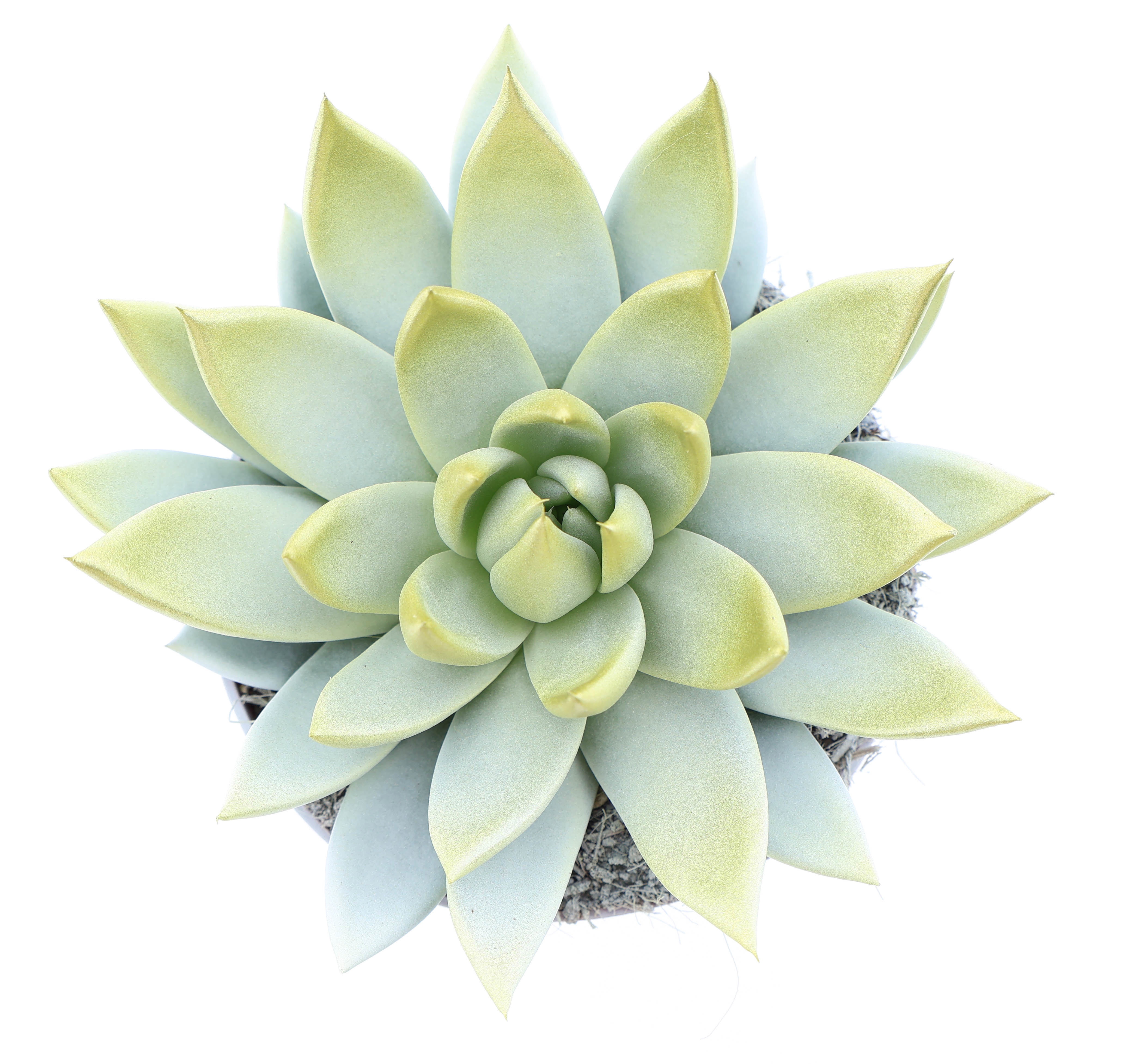 Miranda white + gold tips, D 12