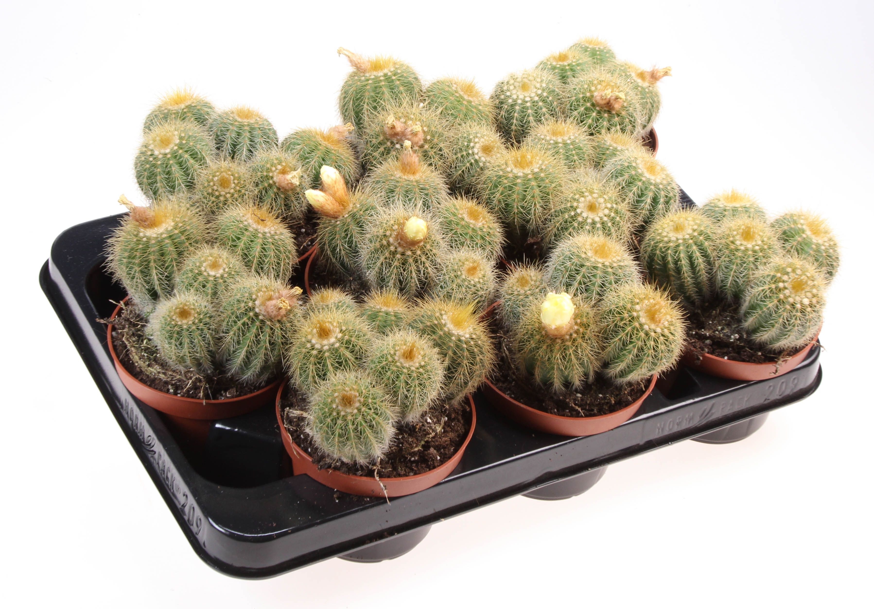 Notocactus magnificus, D 10,5