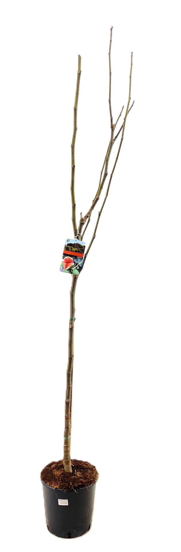 Ficus carica, D 27