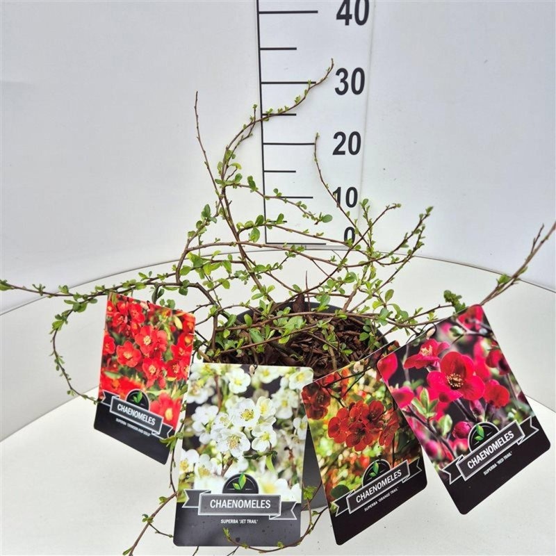 Chaenomeles sup. 'Crimson and Gold', D 29