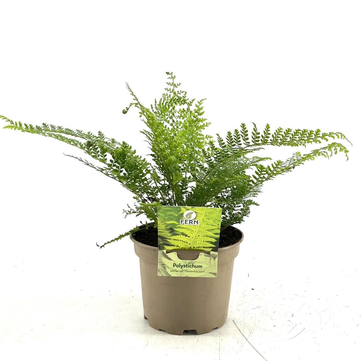 Polystichum set. 'Herrenhausen', D 17