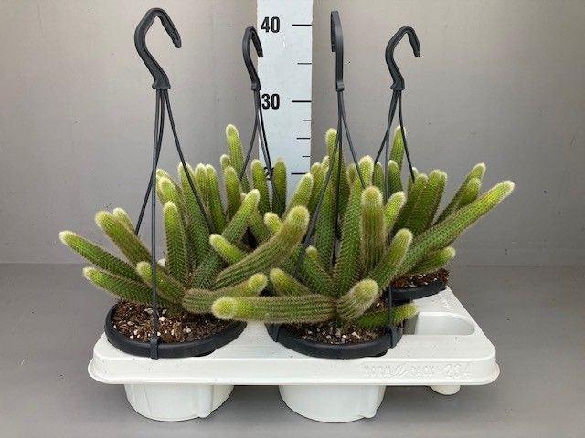 Hildewintera aureispina, D 14