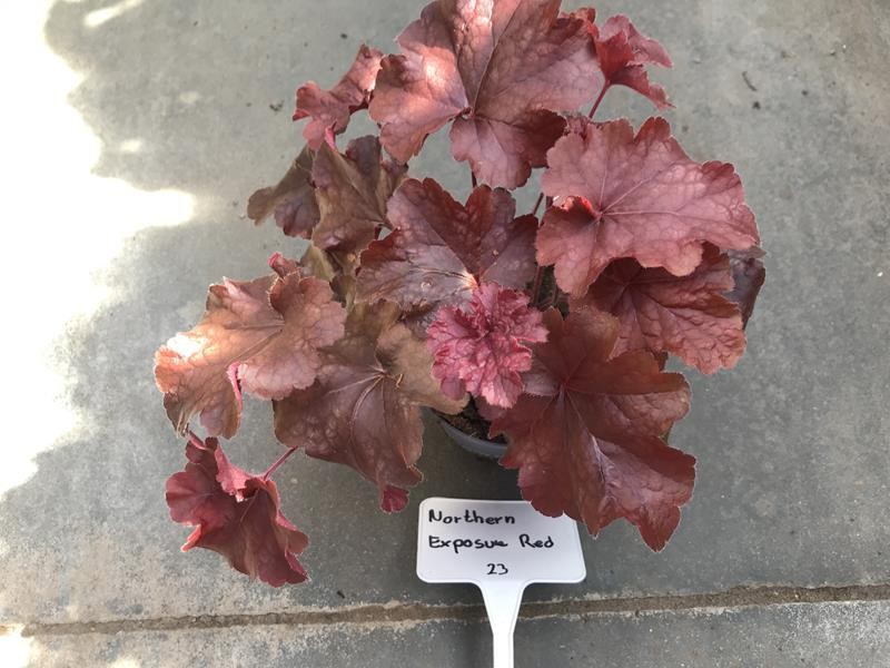 HEUCHERA-HYBRID 'NORTHERN EXPOSURE RED ', D 12