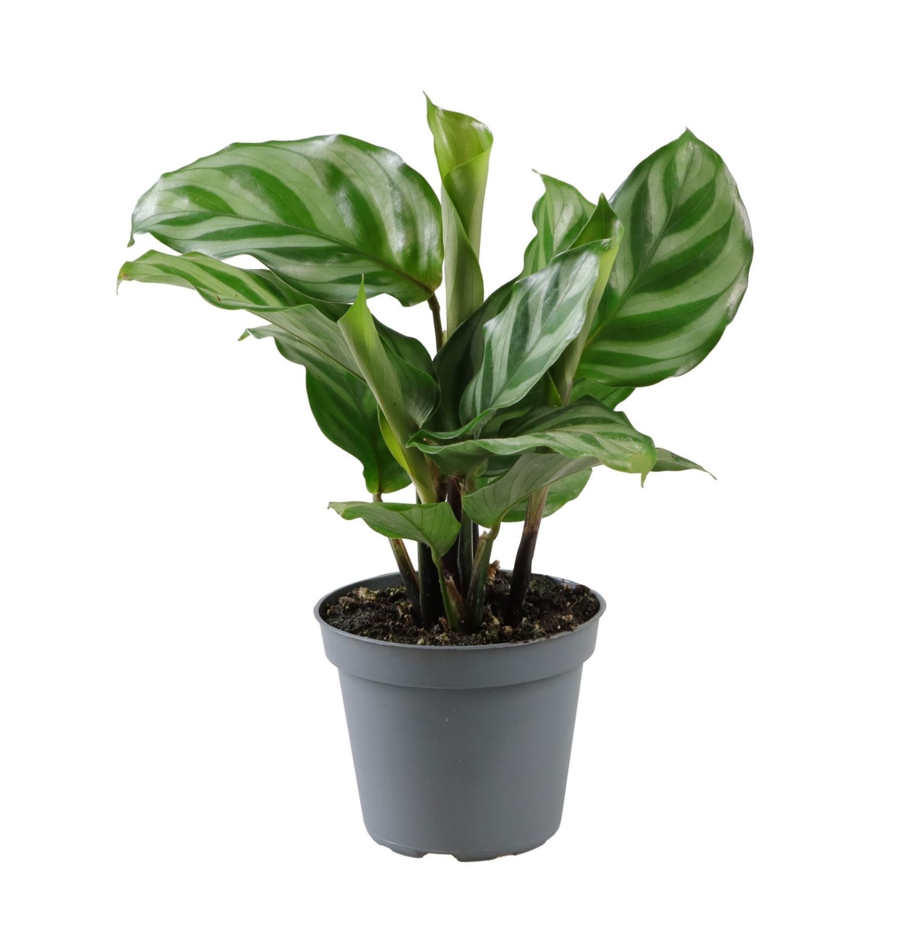 Calathea Freddie, D 6