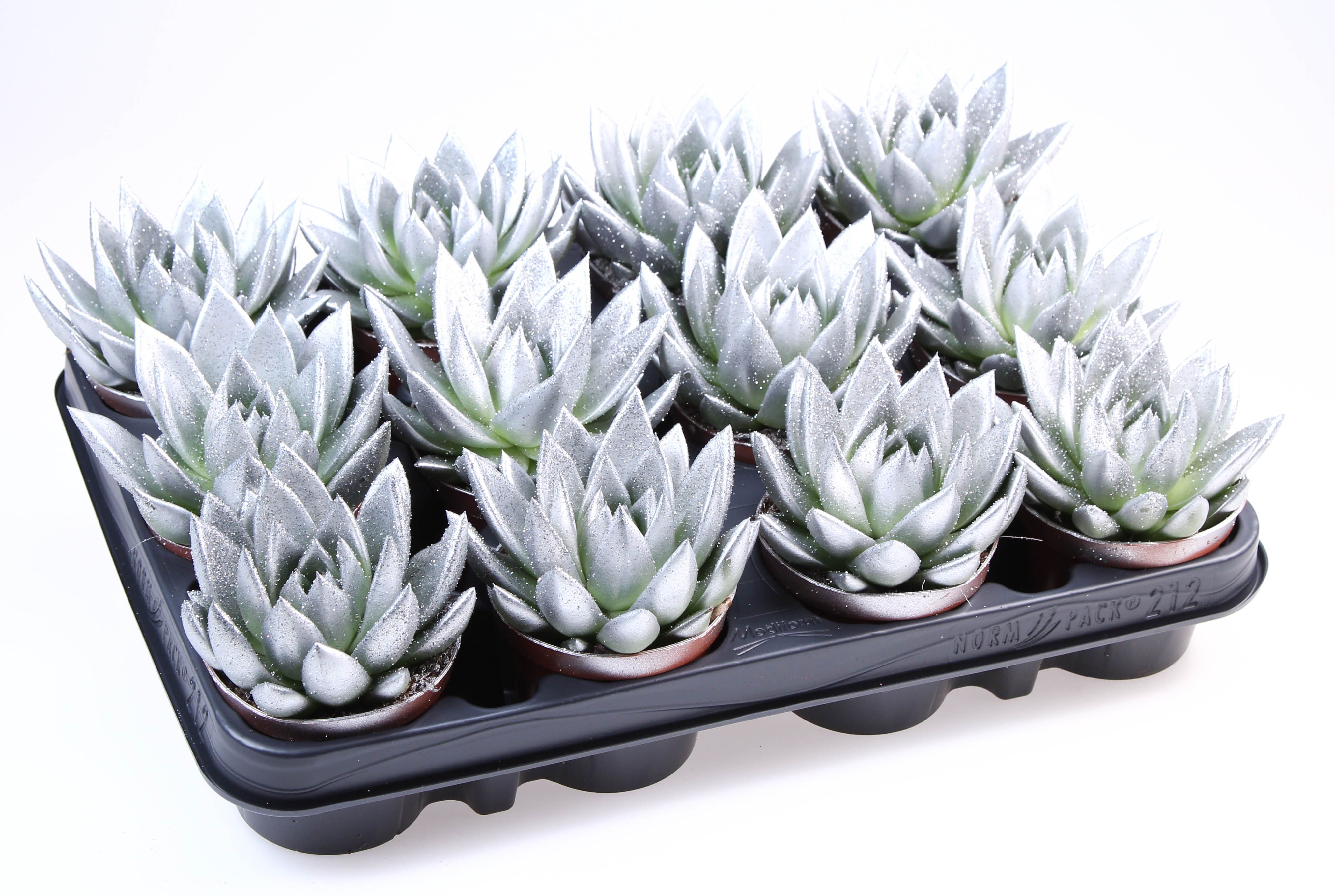 Miranda zilver + bio glitter, D 8,5