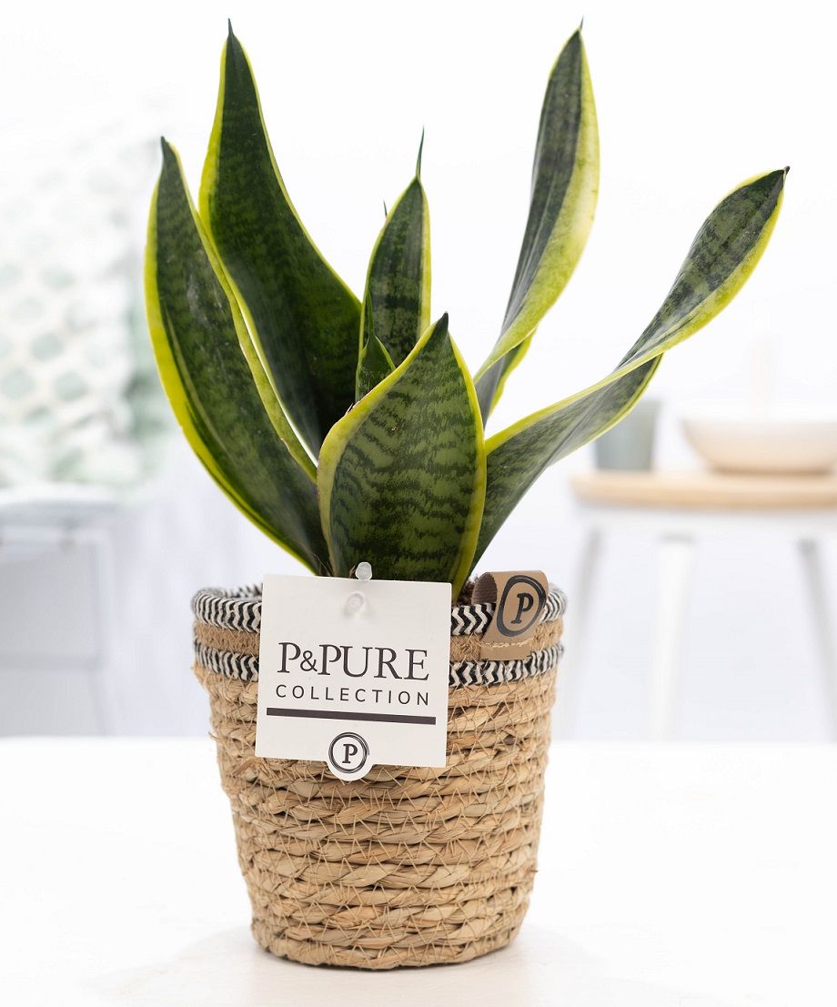 Sansevieria Trif. "Futura Superba" in P&PURE Basket 6, D 12
