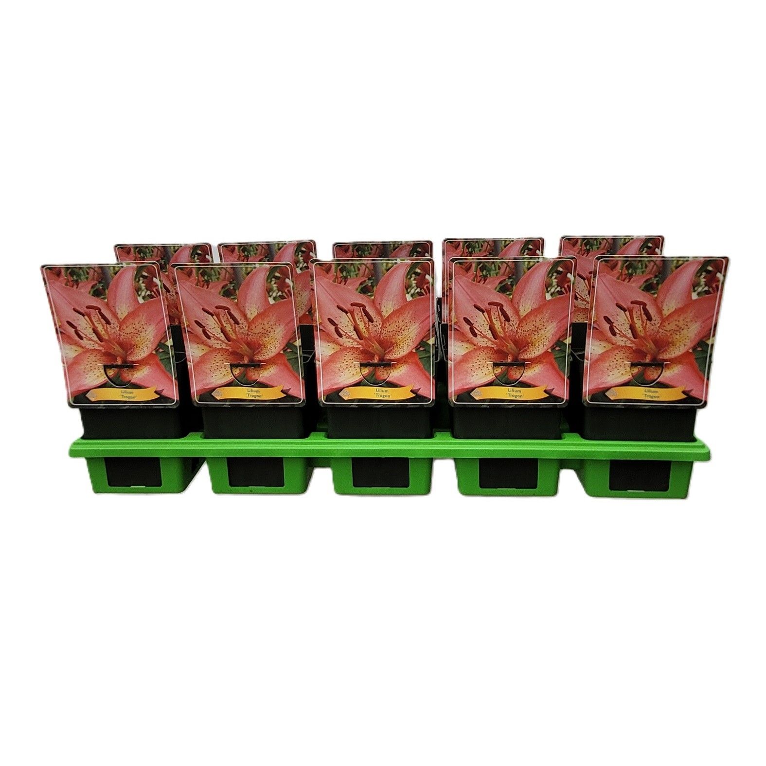 Lilium 'Trogon' P11, D 11