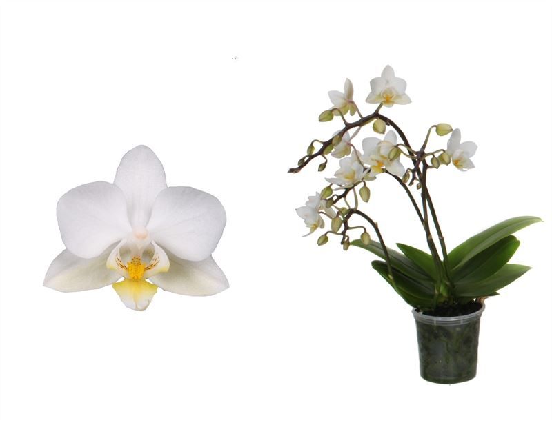 Phal p06 Tiny Dolls wild Soft Cloud 3/4T18+ zonder Aqu@, D 6