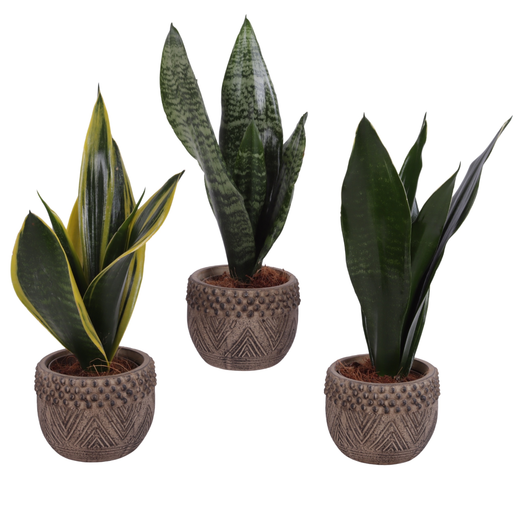 Sansevieria mix Ø09cm in Ø12cm Ceramic EV665, D 12