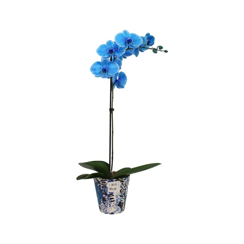 Potcover p12 I am Coloured Phal I am Blue 1T09+, D 12
