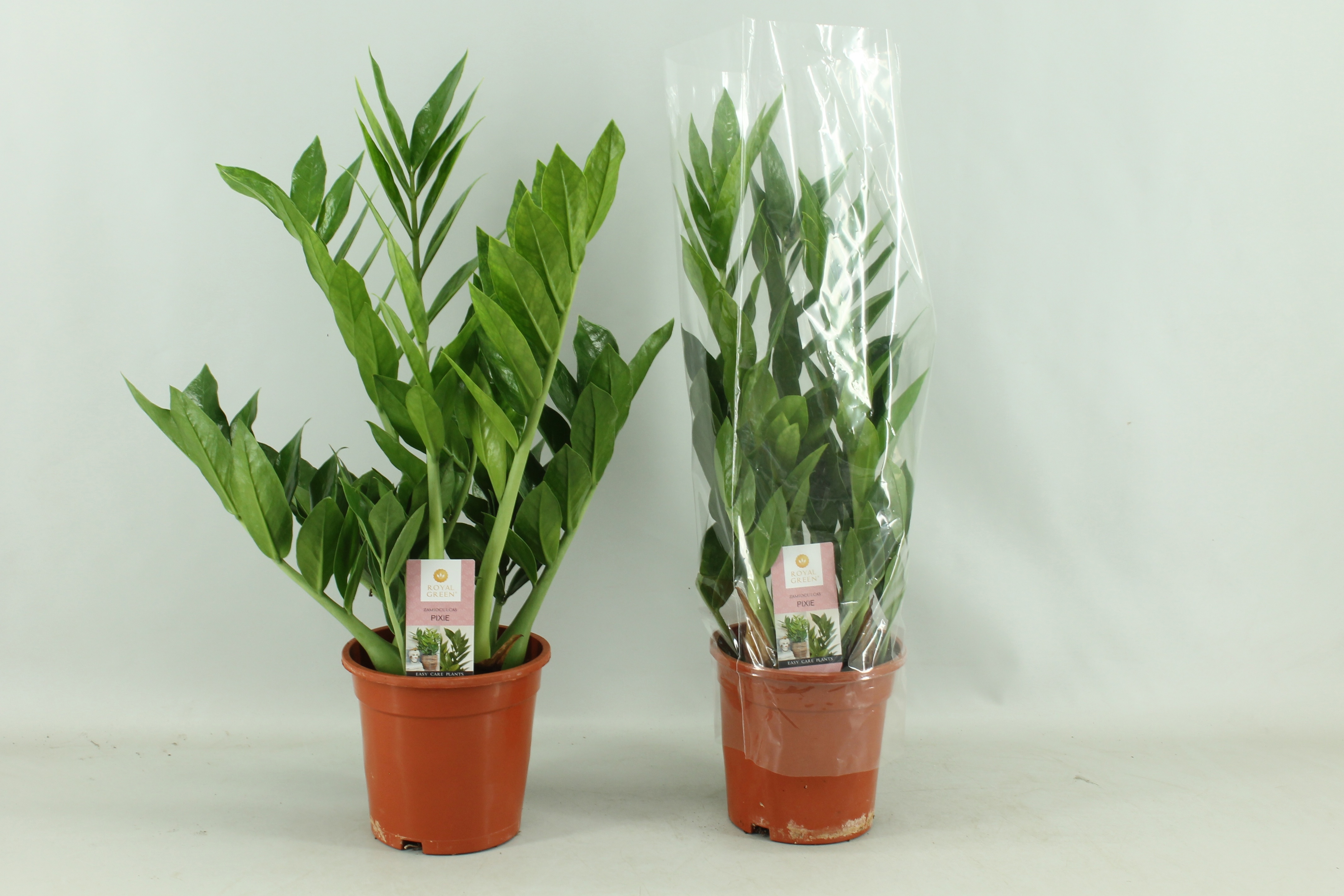 Zamioculcas Pixie 17cm, D 17