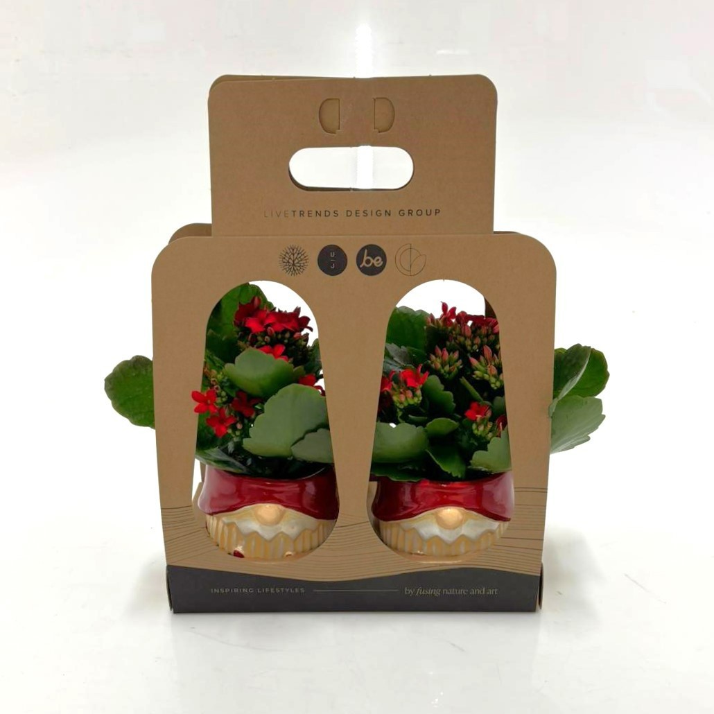 Father Christmas in Recycle Giftbox with Kalanchoe, D 6