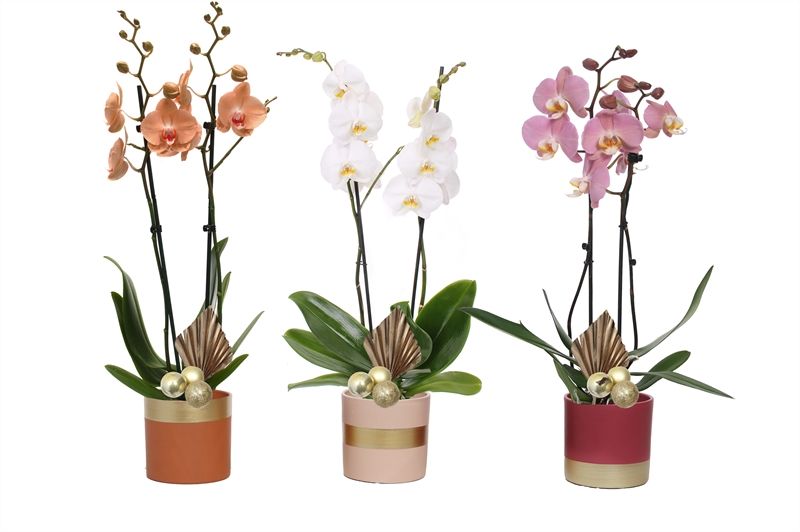 Dolomite p12 Horizon nude mix Phal mix 2T14+, D 12