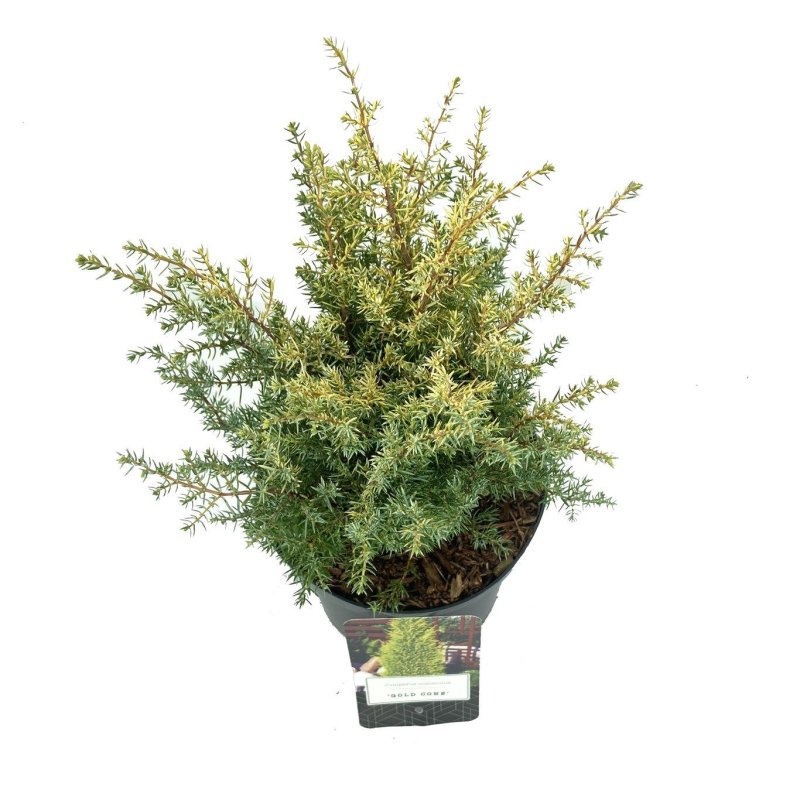 Juniperus comm. 'Gold Cone', D 18